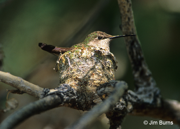 Anna's Hummingbird female on nest