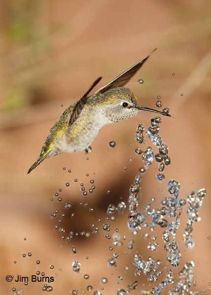 Anna's Hummingbird female with pollen on forehead