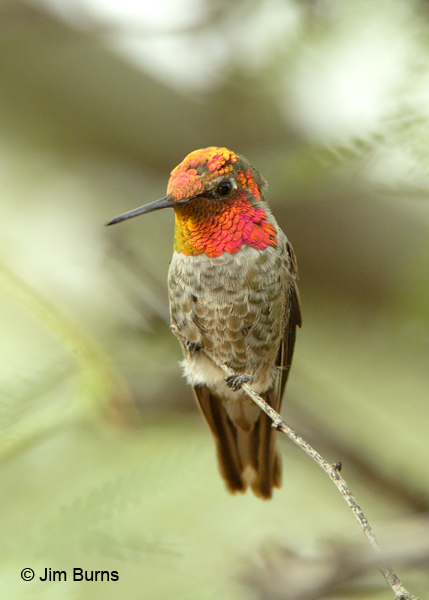 Anna's Hummingbird immature male