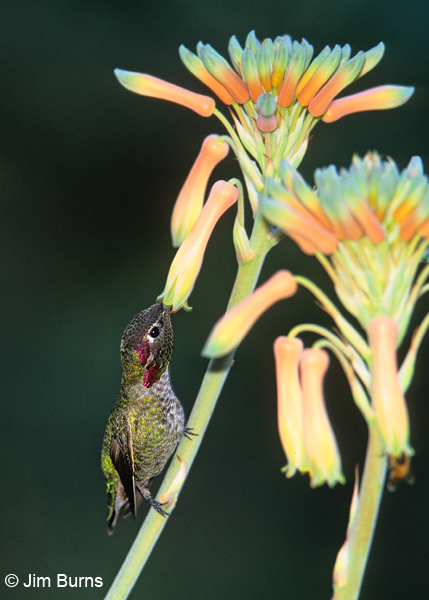 Anna's Hummingbird male at Aloe
