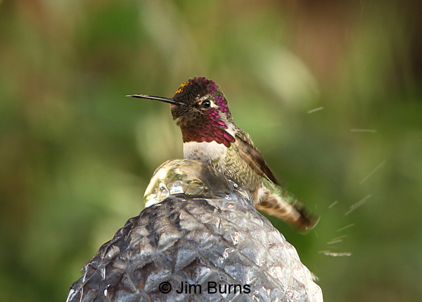 Anna's Hummingbird male bathing
