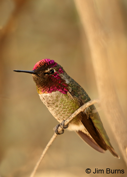 Anna's Hummingbird male color spectrum