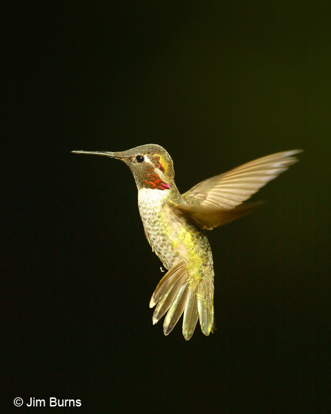 Anna's Hummingbird male hovering