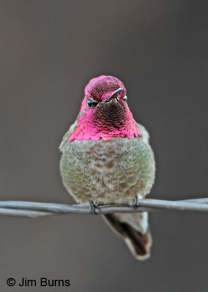 Anna's Hummingbird male on fencewire