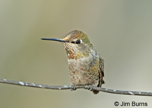 Anna's Hummingbird subadult male