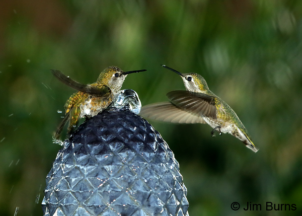 Anna's-Hummingbirds--Queuei.jpg