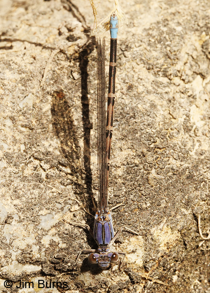 Apache Dancer blue female dorsal view, Pima Co., AZ, June 2013