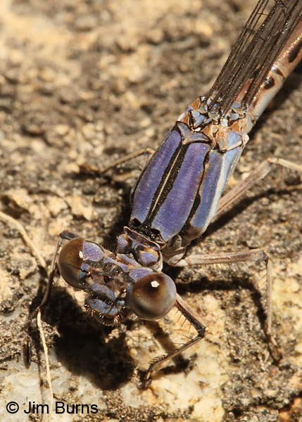 Apache Dancer blue female thorax, Pima Co., AZ, June 2013