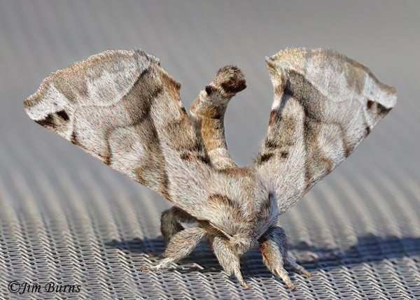 Apatelodes pudefacta twig camouflage, Arizona--0596