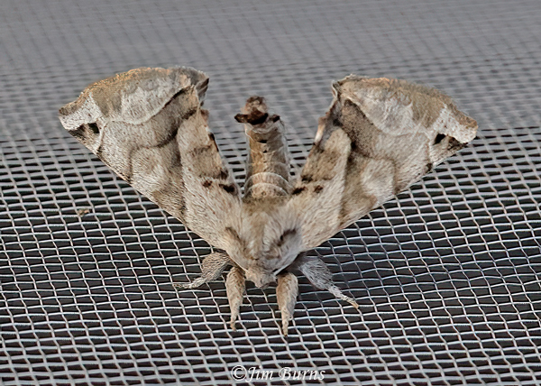 Apatelodes pudefacta twig camouflage #2, Arizona--0612
