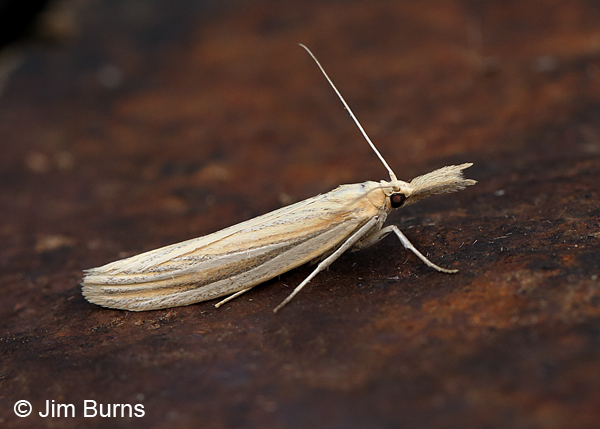 Arivaca Moth, Arizona