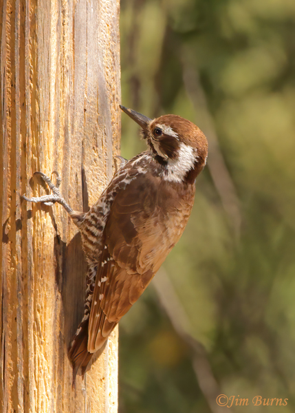 Arizona Woodpecker female on post--2628