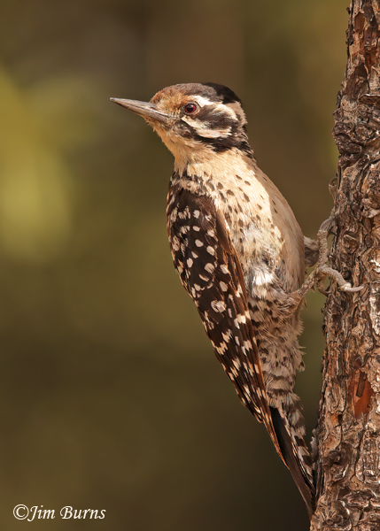 Arizona Woodpecker female on oak--4440