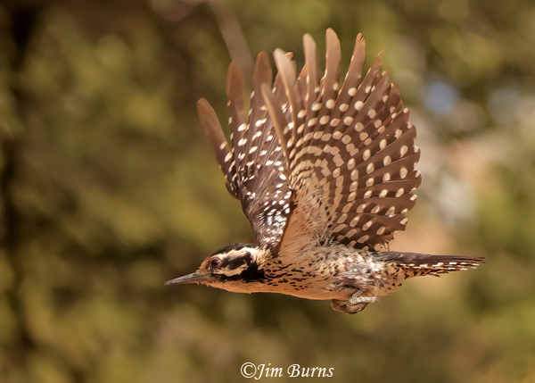 Arizona Woodpecker female in flight--4571