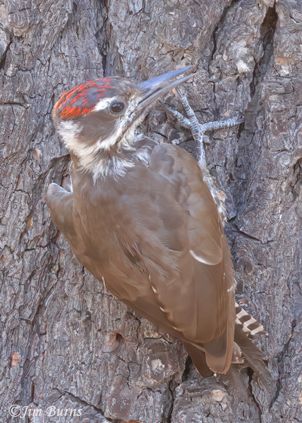 Arizona Woodpecker juvenile male--9632