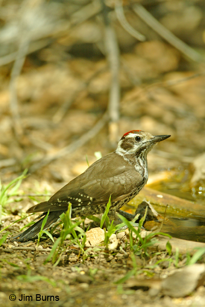 Arizona Woodpecker male at waterhole