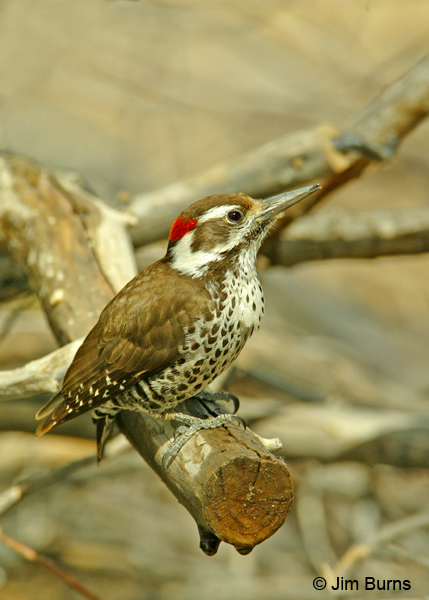 Arizona Woodpecker male on log