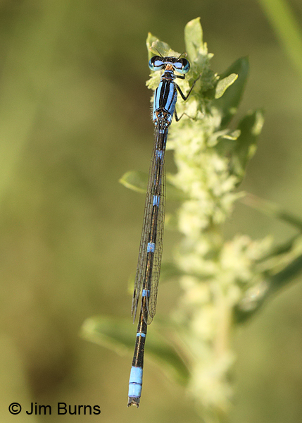 Arroyo Bluet male dorsal view, Pima Co., AZ, August 2014
