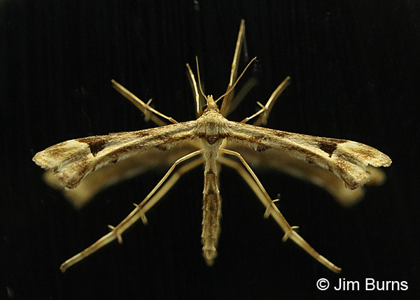 Artichoke Plume Moth, Arizona