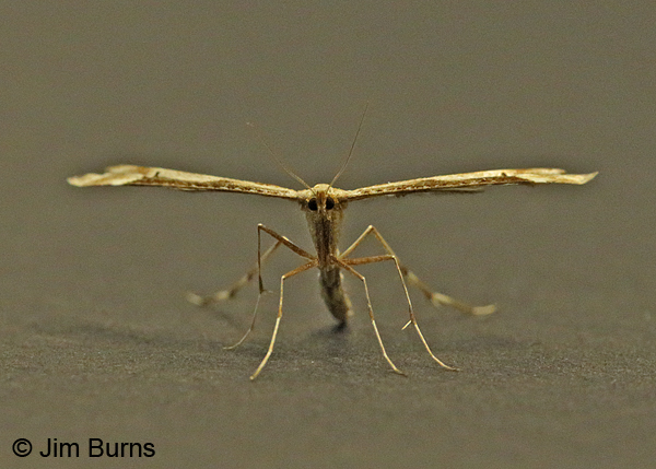 Artichoke Plume Moth airplane mode, Arizona