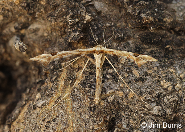 Artichoke Plume Moth on bark, Arizona