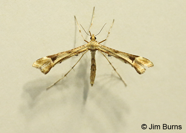Artichoke Plume Moth on shadow, Arizona