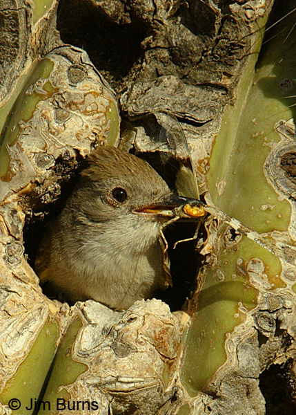 Ash-throated Flycatcher at Saguaro nest 0265