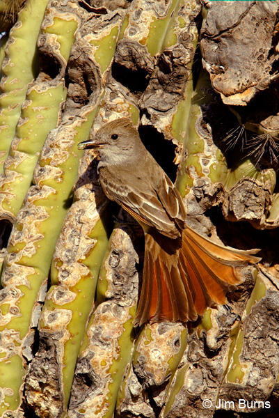 Ash-throated Flycatcher tail spread