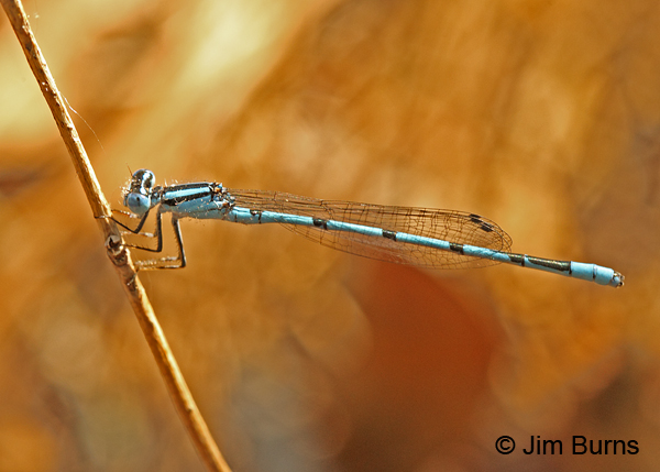 Atlantic Bluet male dorsolateral view, Horry Co., SC, May 2014