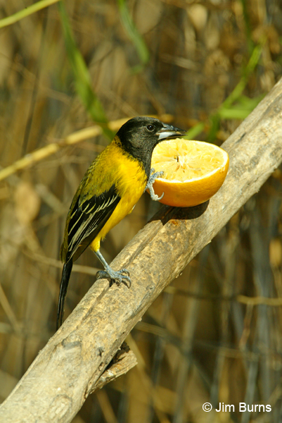 Audubon's Oriole on orange