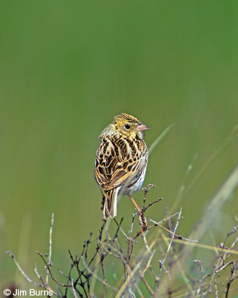 Baird's Sparrow dorsal view
