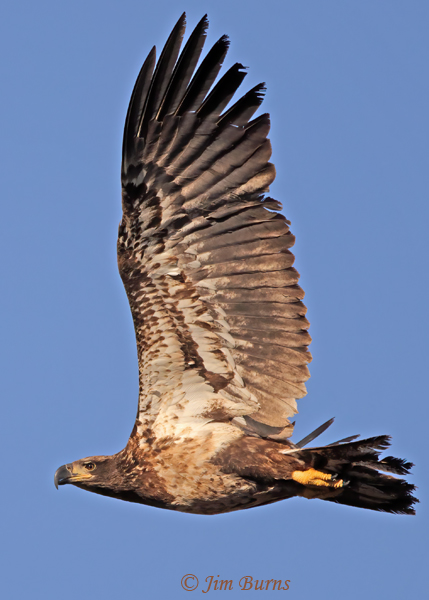 Bald Eagle immature (Basic I) ventral view--1690