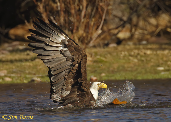 Bald Eagle wrestling with carp in water--2655