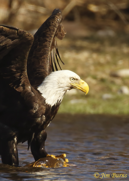 Bald Eagle standing on carp in water--2665