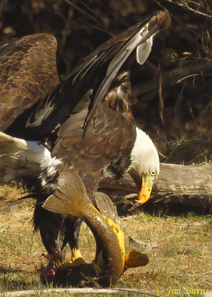 Bald Eagle wrestling with carp on shore--2804