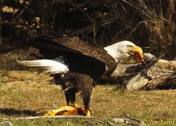 Bald Eagle enjoying carp--2806