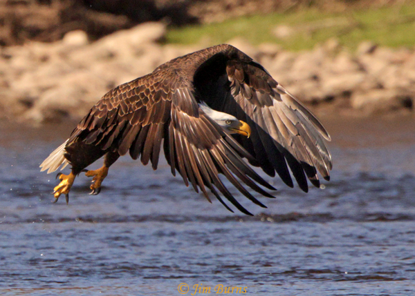 Bald Eagle leaving water with nictitting membrane drawn-5424