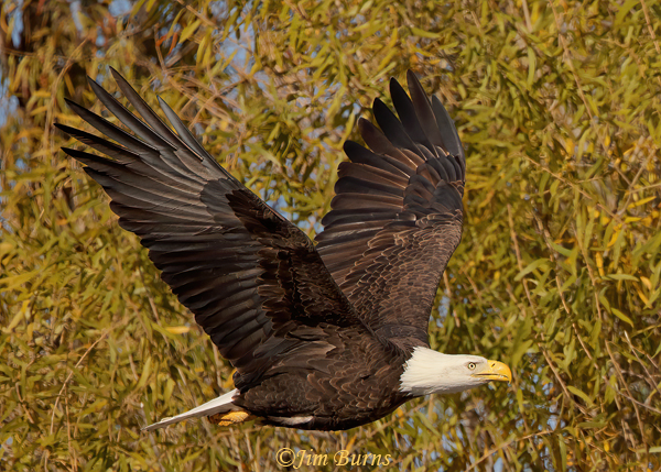 Bald Eagle in flight in riparian area--5483