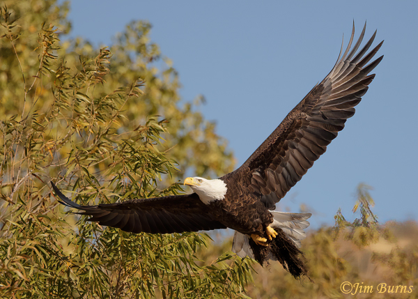 Bald Eagle with nesting material--5610
