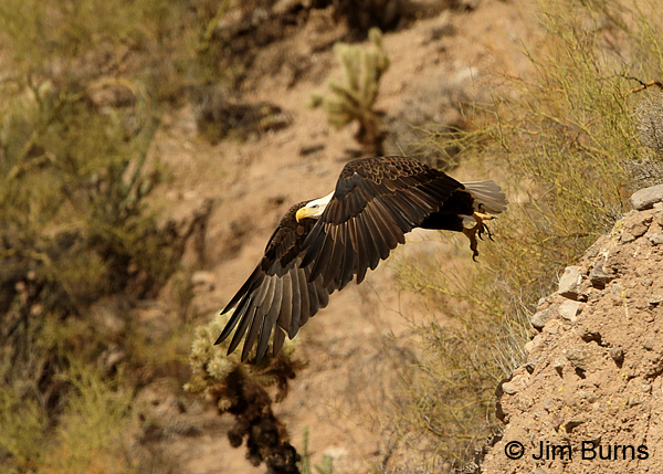 Bald Eagle adult desert subspecies