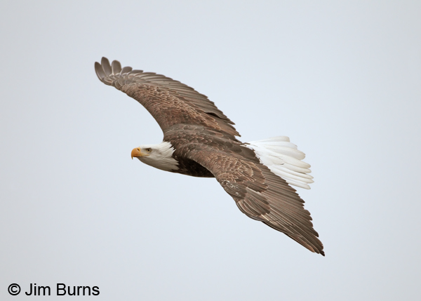 Bald Eagle dorsal flight