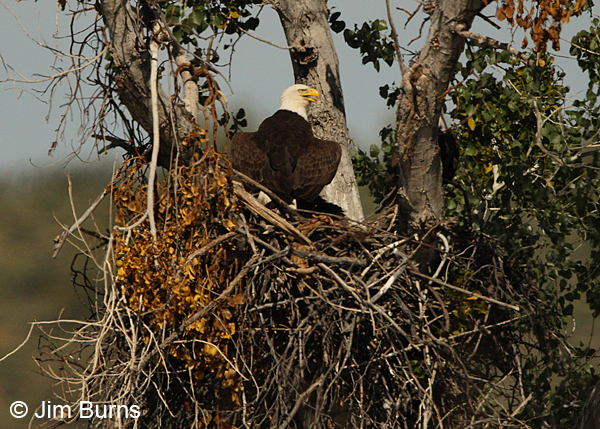 Bald Eagle female shielding nestlings from Arizona sun