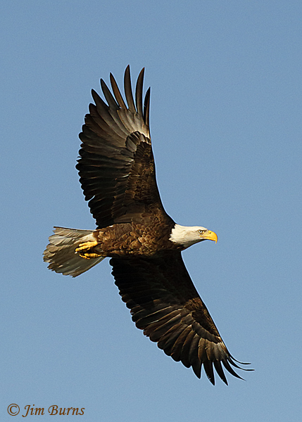 Bald Eagle full spread--5701