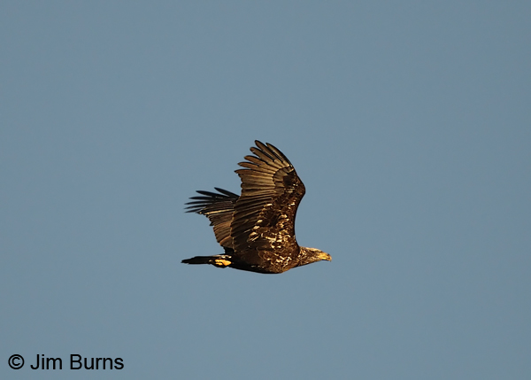 Bald Eagle immature (Basic II) in flight