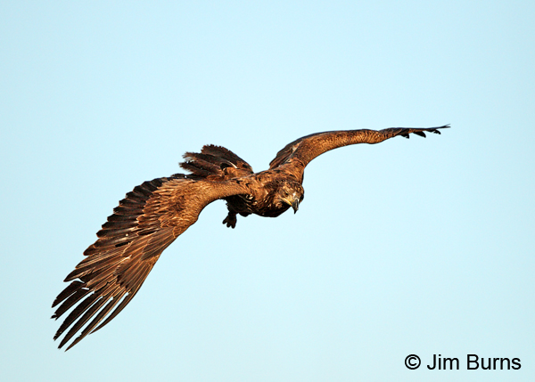 Bald Eagle juvenile dorsal view