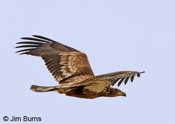 Bald Eagle juvenile in flight