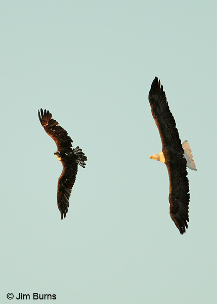 Bald Eagle negotiations with Osprey