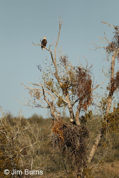 Bald Eagle pair at nest