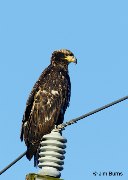 Bald Eagle immature (Basic II) perched