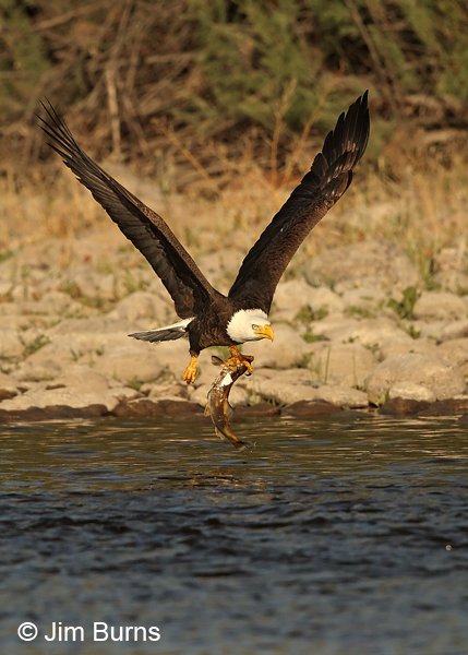 Bald Eagle taking fish, one talon